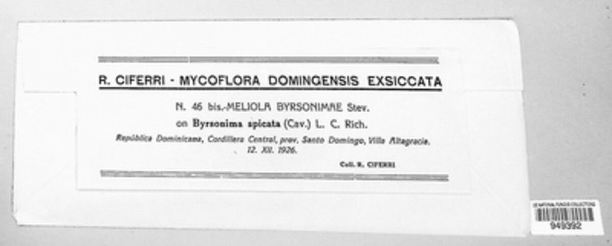 Meliola byrsonimae image